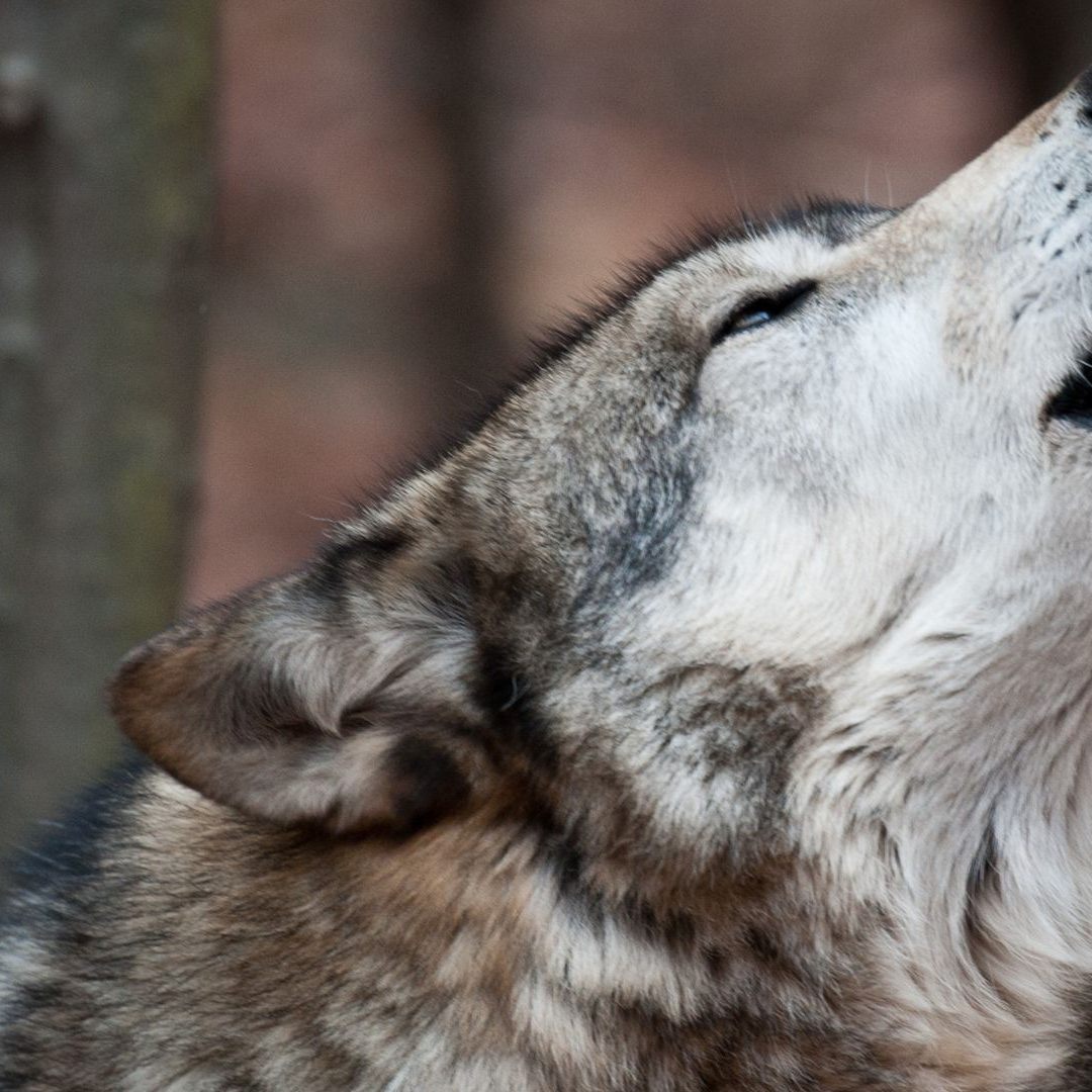Sichtungen vor allem in der Nähe von Häusern oder Gehöften sollen unbedingt gemeldet werden.