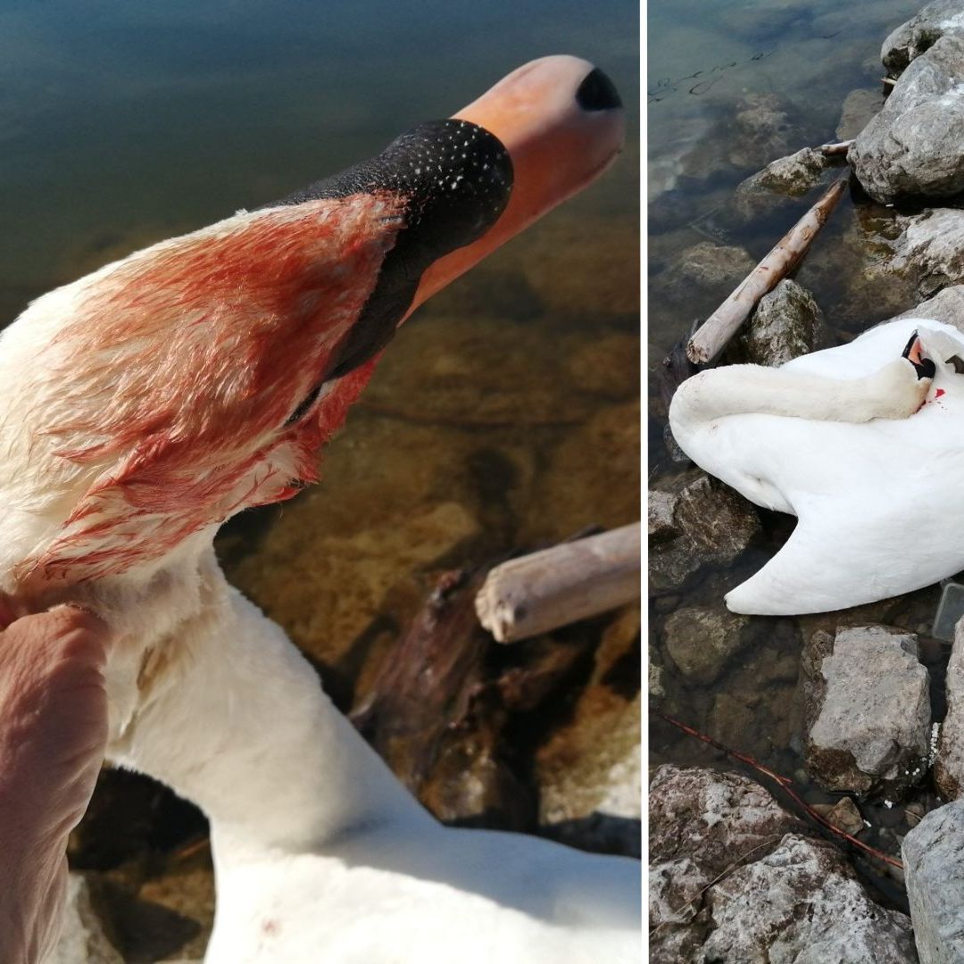 In Wien-Donaustadt wurde ein Schwan beim Brüten erschlagen und das Gelege zerstört.
