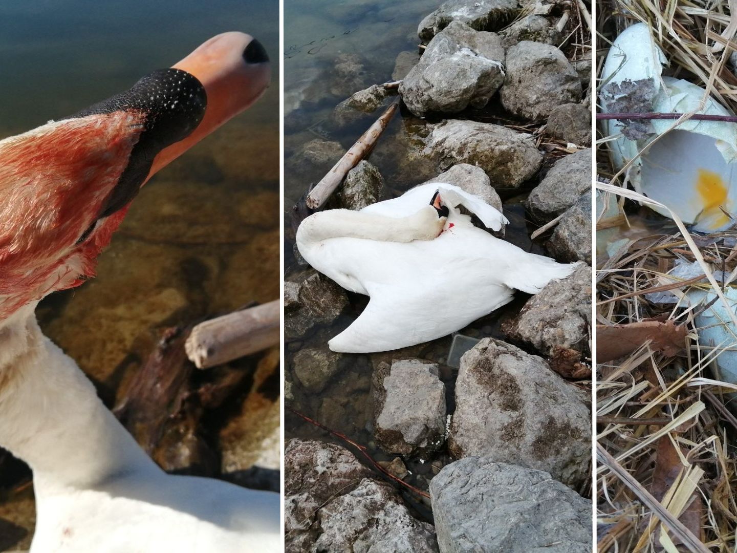 In Wien-Donaustadt wurde ein Schwan beim Brüten erschlagen und das Gelege zerstört. In Wien-Donaustadt wurde ein Schwan beim Brüten erschlagen und das Gelege zerstört.