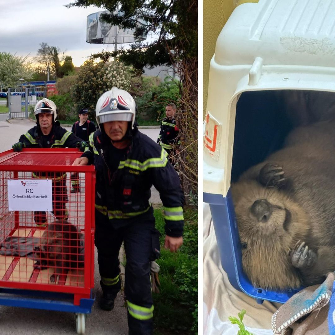Biber "Obi" konnte gerettet werden.