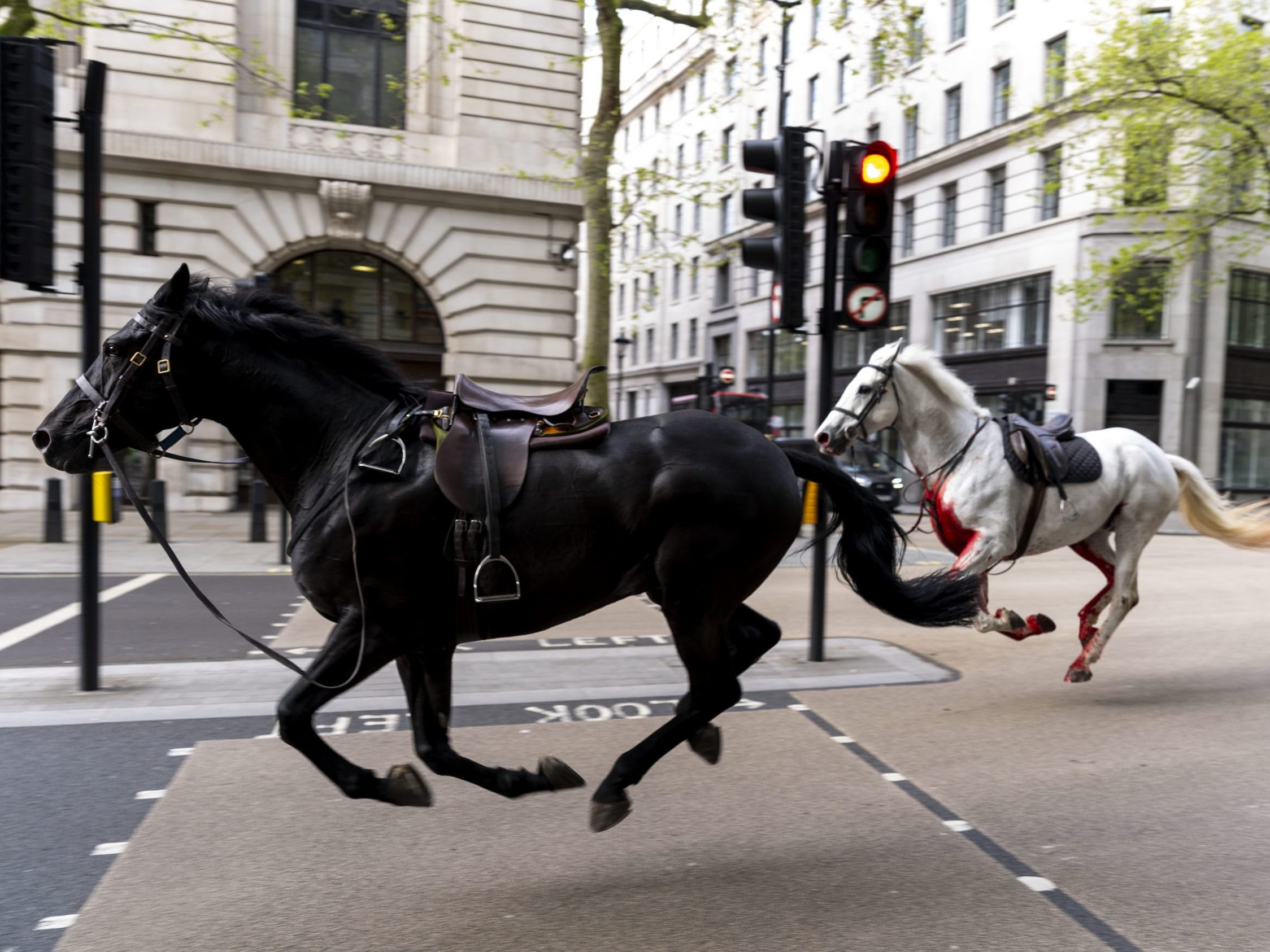 Die Tiere sorgten für Chaos.