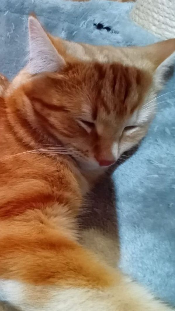 Kater Amadeus wurde in Egg angeschossen.