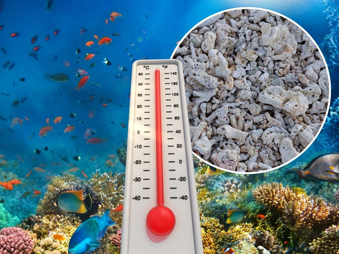 Das Massensterben in den Weltmeeren ist ein riesiges Problem.