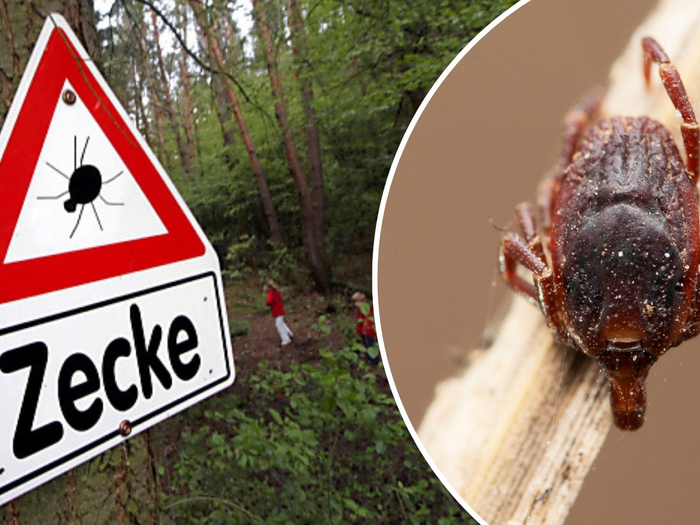 Neue Zeckenart kann Krankheiten importieren Neue Zeckenart kann Krankheiten importieren