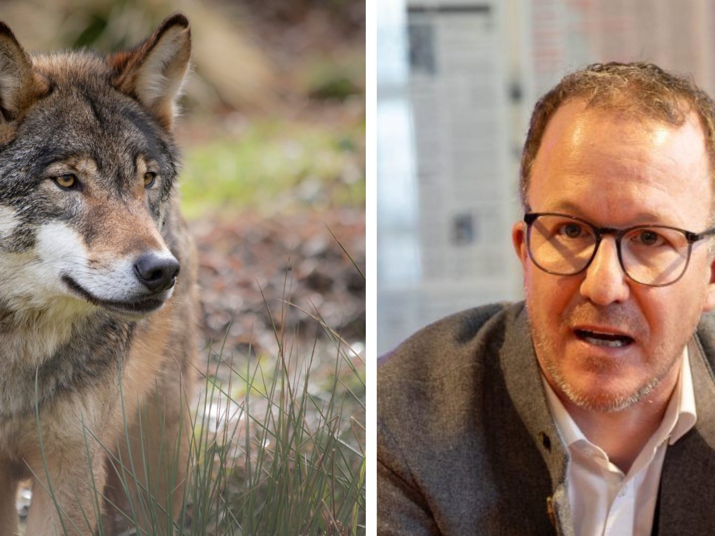 LR Gantner reagiert auf die Kritik des Wiener Tierschutzvereins.