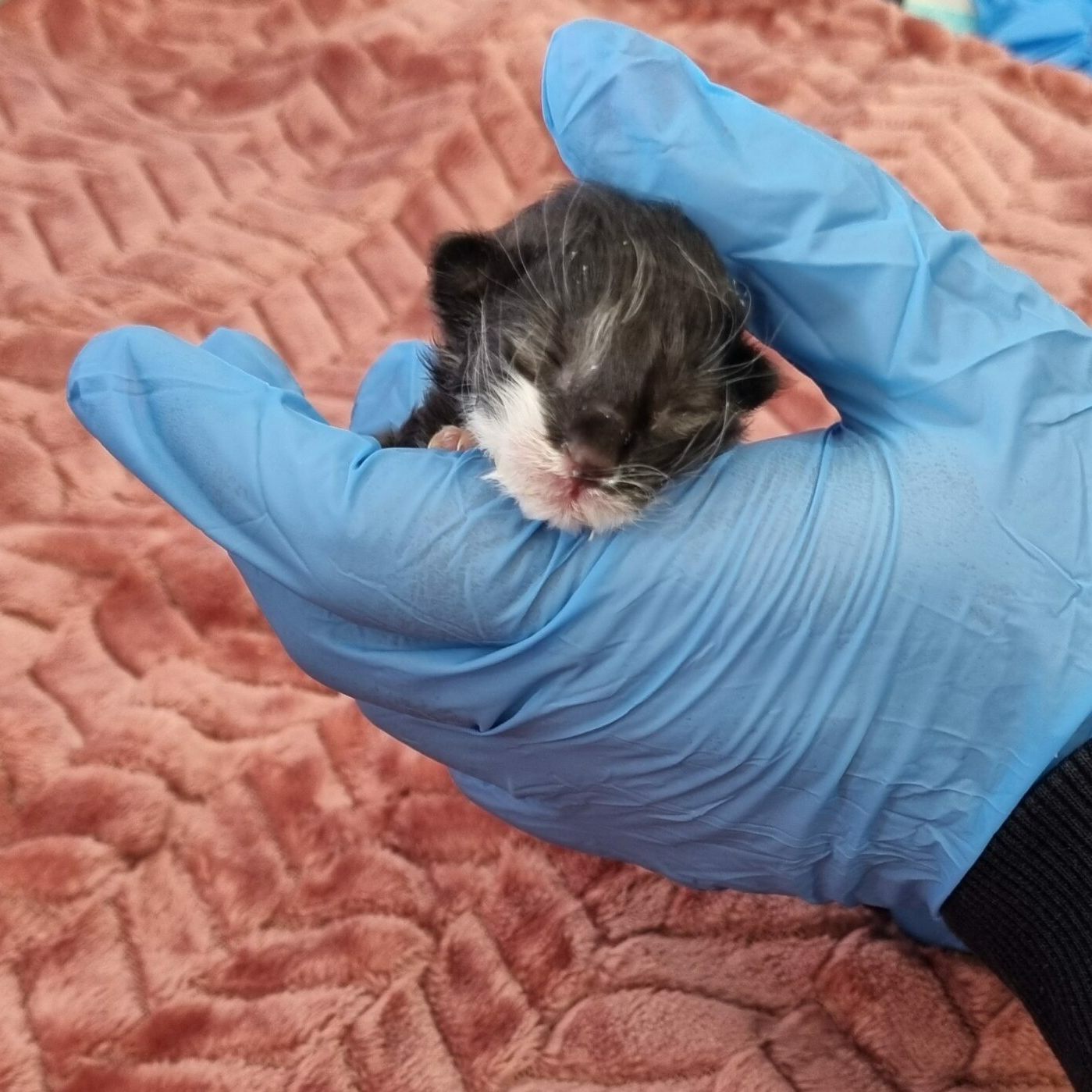 Das TierQuarTier Wien versuchte die Kätzchen zu retten.