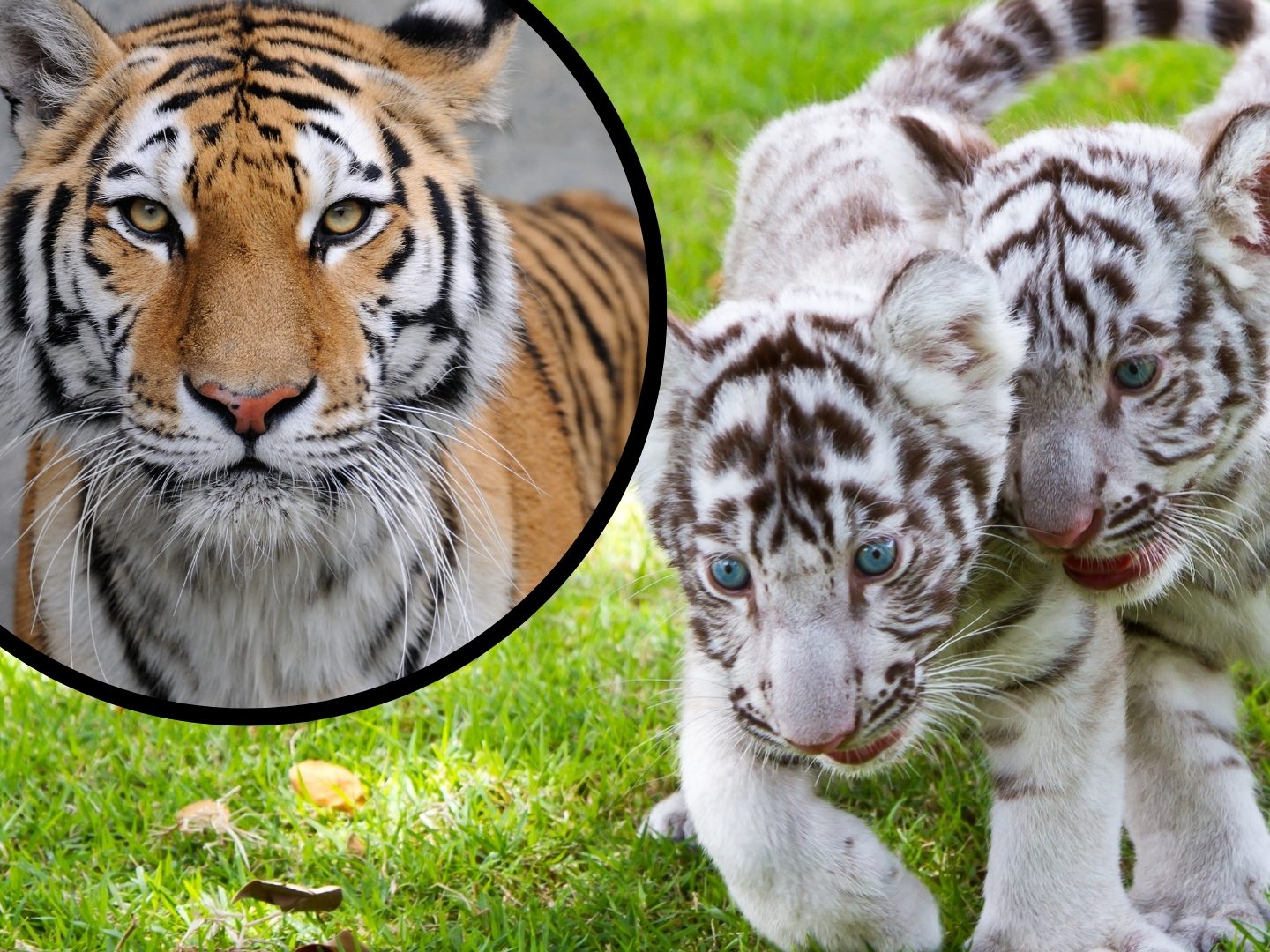 Drei illegal gehaltene Tiger beschlagnahmt (Symbolbild)