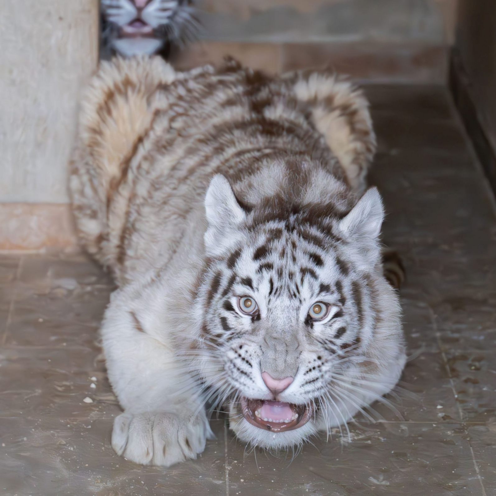 Die Tigerjungen wurden illegal gehalten.