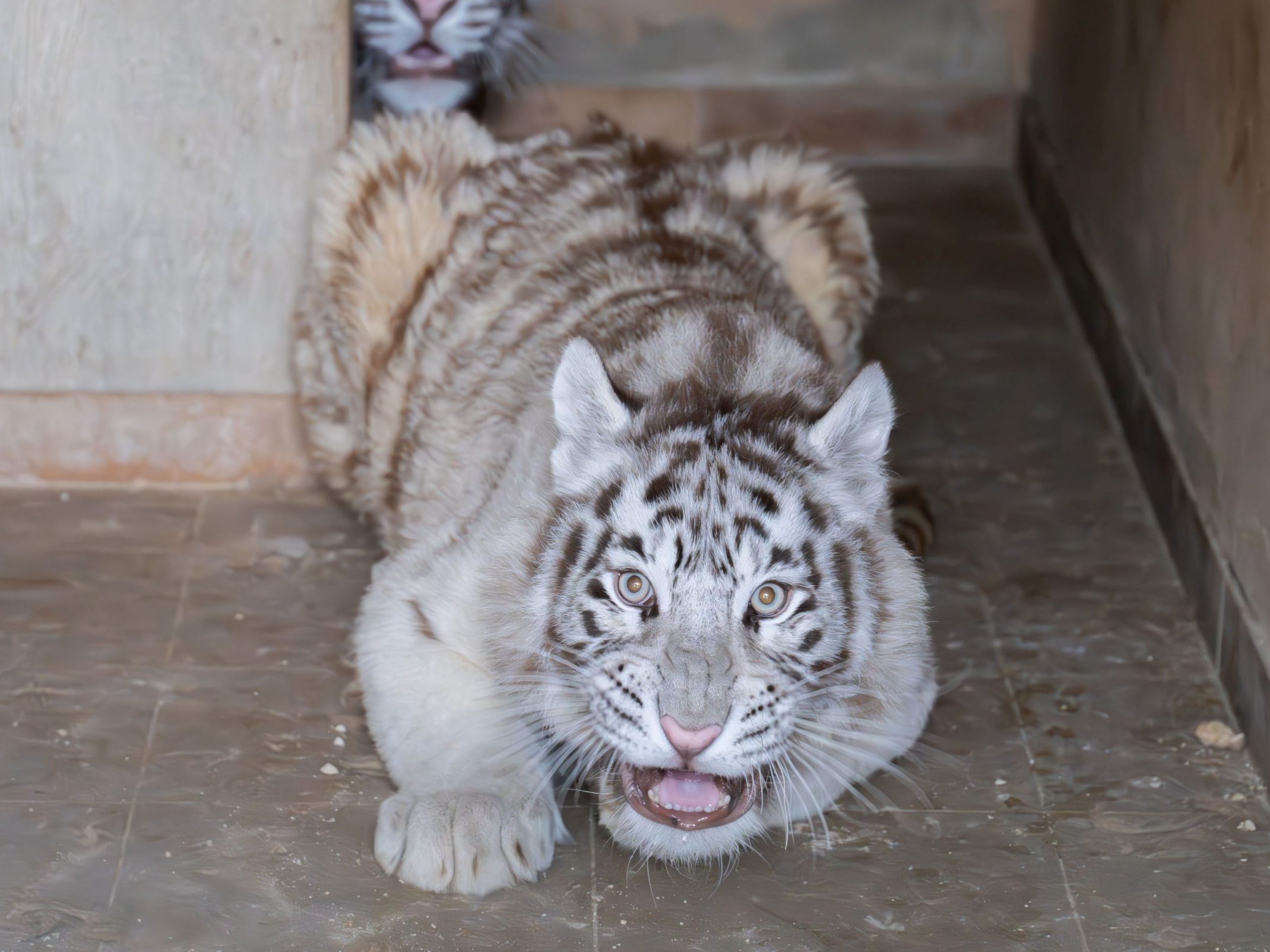 Die Tigerjungen wurden illegal gehalten. Die Tigerjungen wurden illegal gehalten.