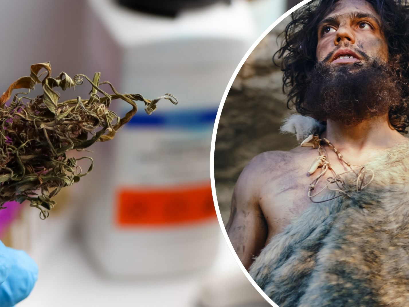 Chemische Analysen versprechen neue Erkenntnisse zum Drogenkonsum von Menschen in der Ur- und Frühzeit. (Symbolbild)