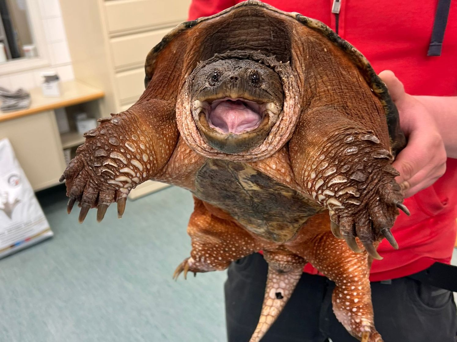 Das Tierschutzhaus Vösendorf kümmert sich um die Schildkröte.