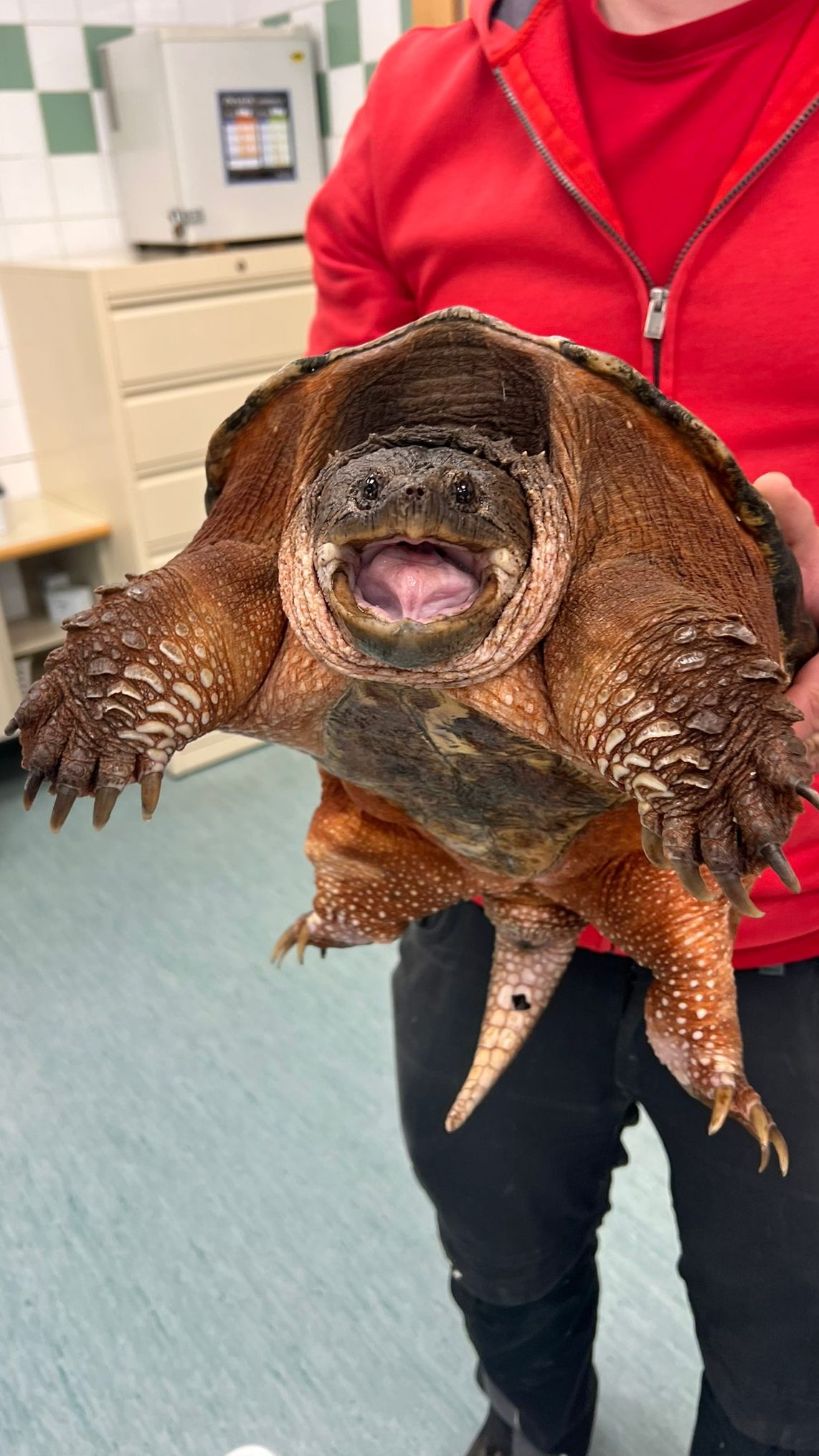 Das Tierschutzhaus Vösendorf kümmert sich um die Schildkröte.
