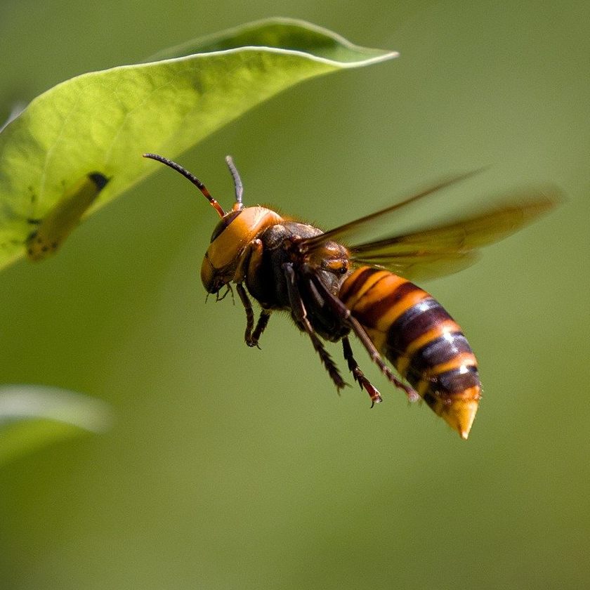 Eine zentrale Meldeplattform für die asiatische Hornisse ist online.