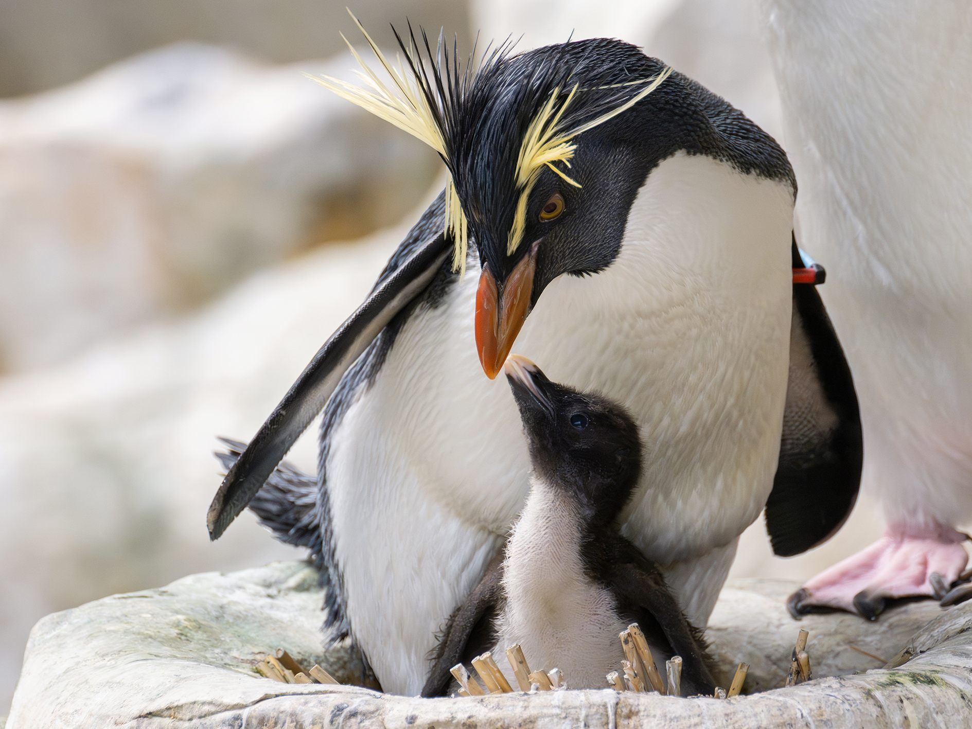 Süßer Pinguin-Nachwuchs im Tiergarten Schönbrunn.