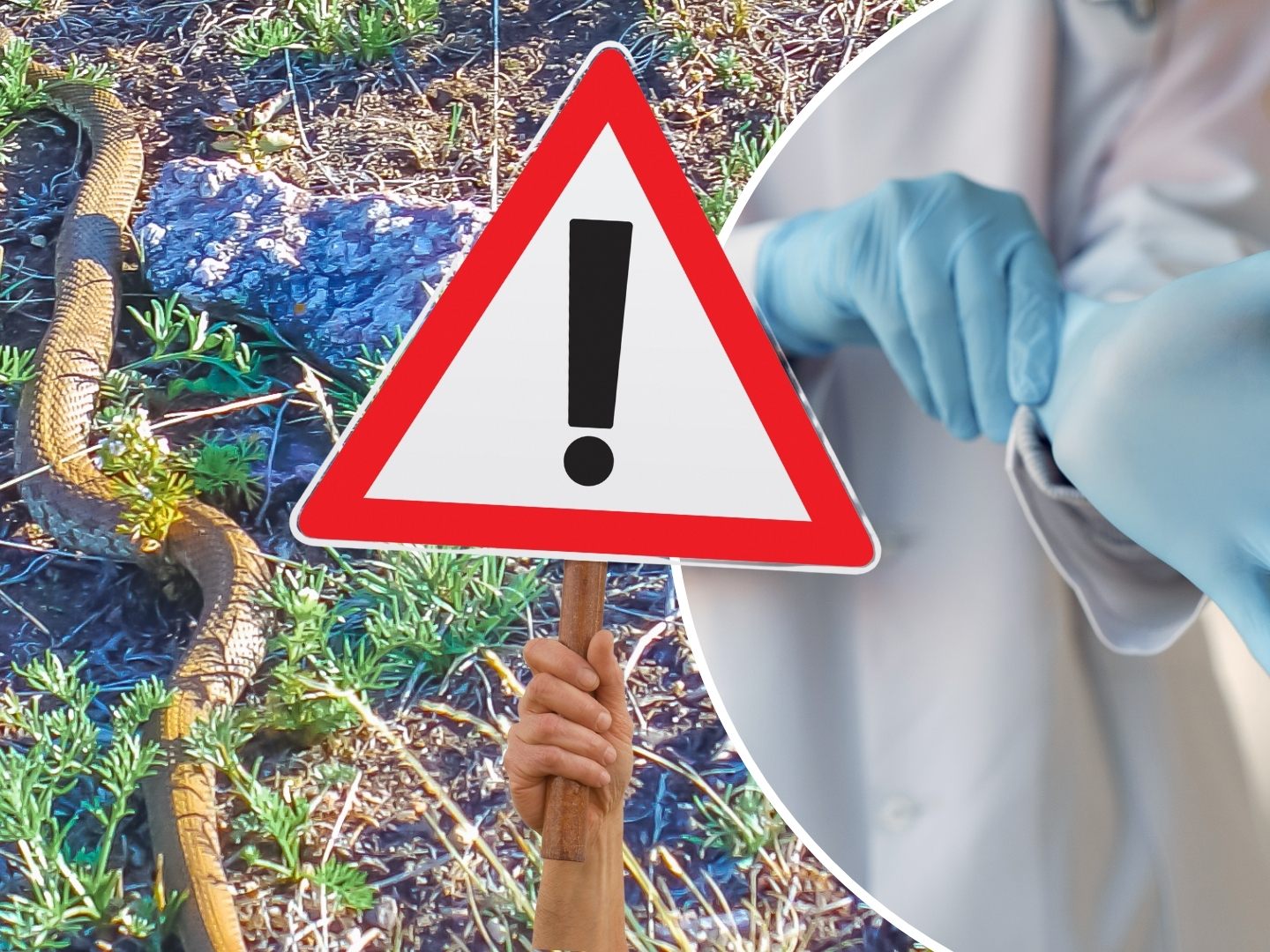 Ärzte in Australien haben Opfer von Schlangenbissen aufgefordert, die Tiere künftig nicht mehr zwecks Identifizierung mit ins Krankenhaus zu bringen. (Symbolbild) Ärzte in Australien haben Opfer von Schlangenbissen aufgefordert, die Tiere künftig nicht mehr zwecks Identifizierung mit ins Krankenhaus zu bringen. (Symbolbild)
