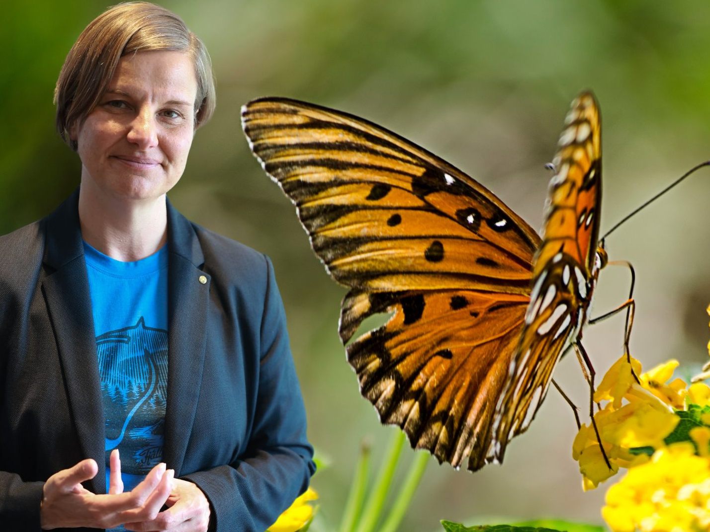 Fachleute des Tagfalter-Monitorings Vorarlberg: "Wir verlieren auch häufigere Arten"