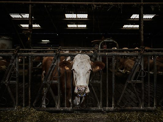 Second human case of bird flu – coronavirus – in US