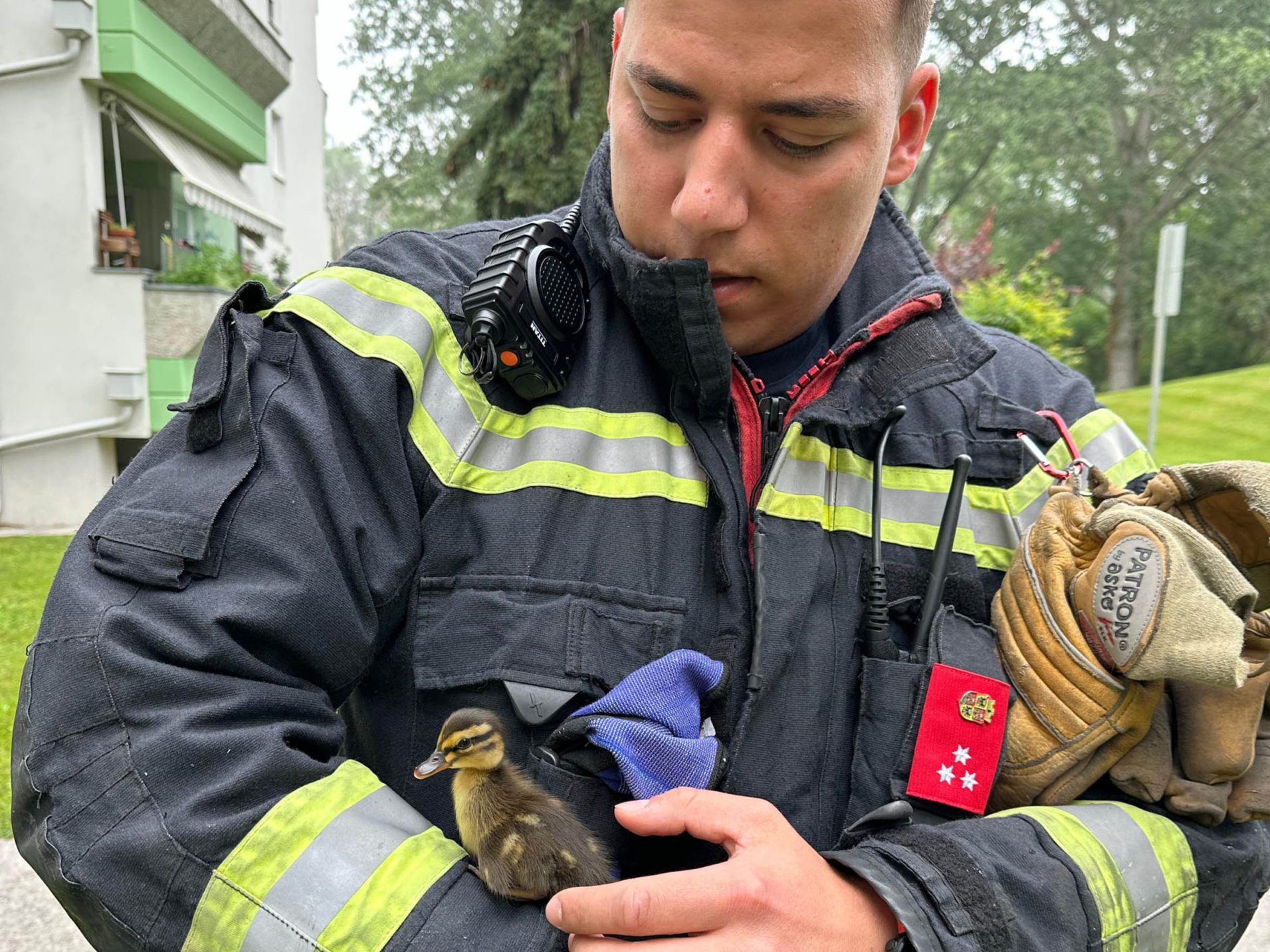 Entenküken wurden von der Freiwilligen Feuerwehr der besorgten Mutter übergeben.