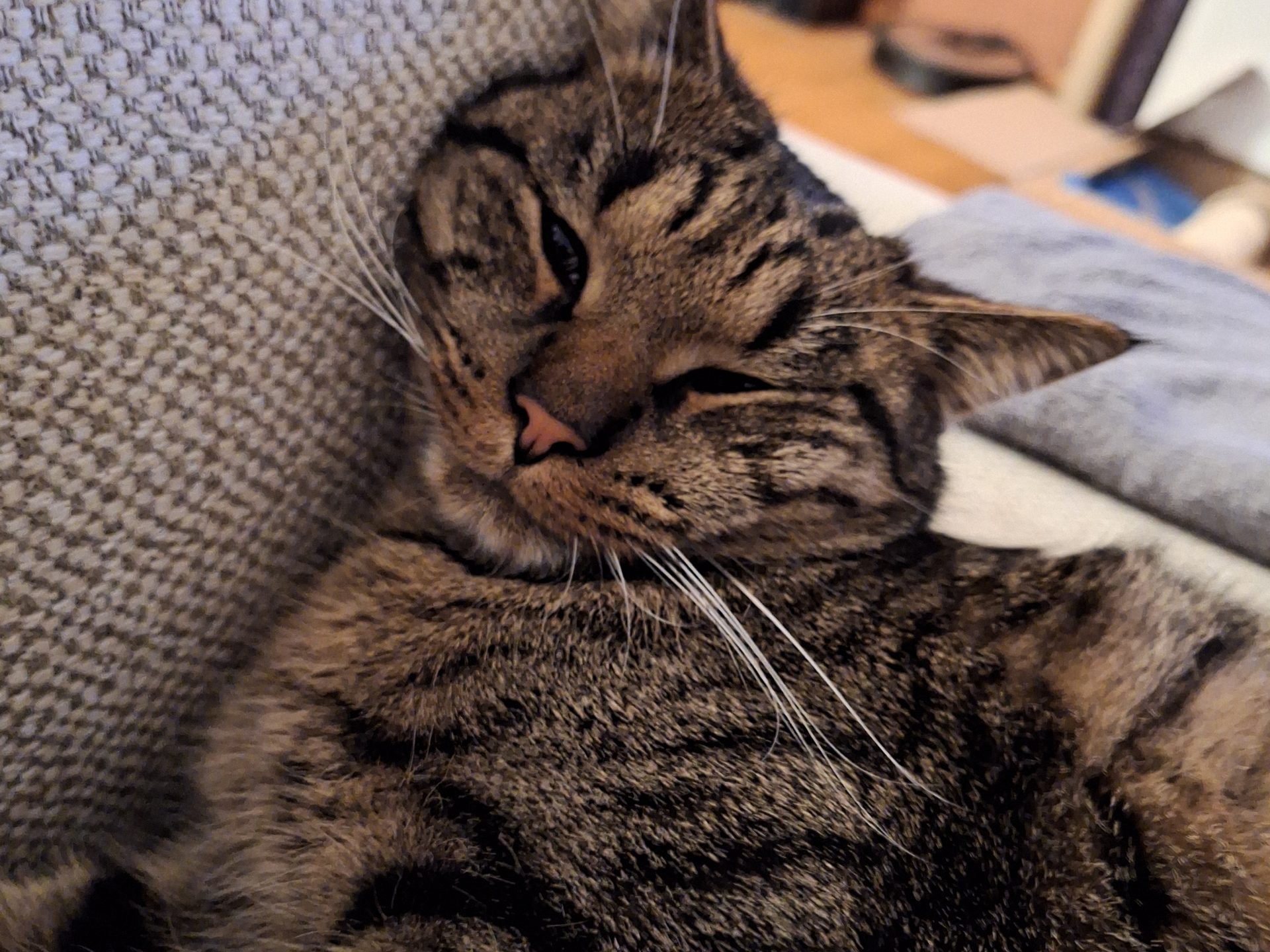 Elvis