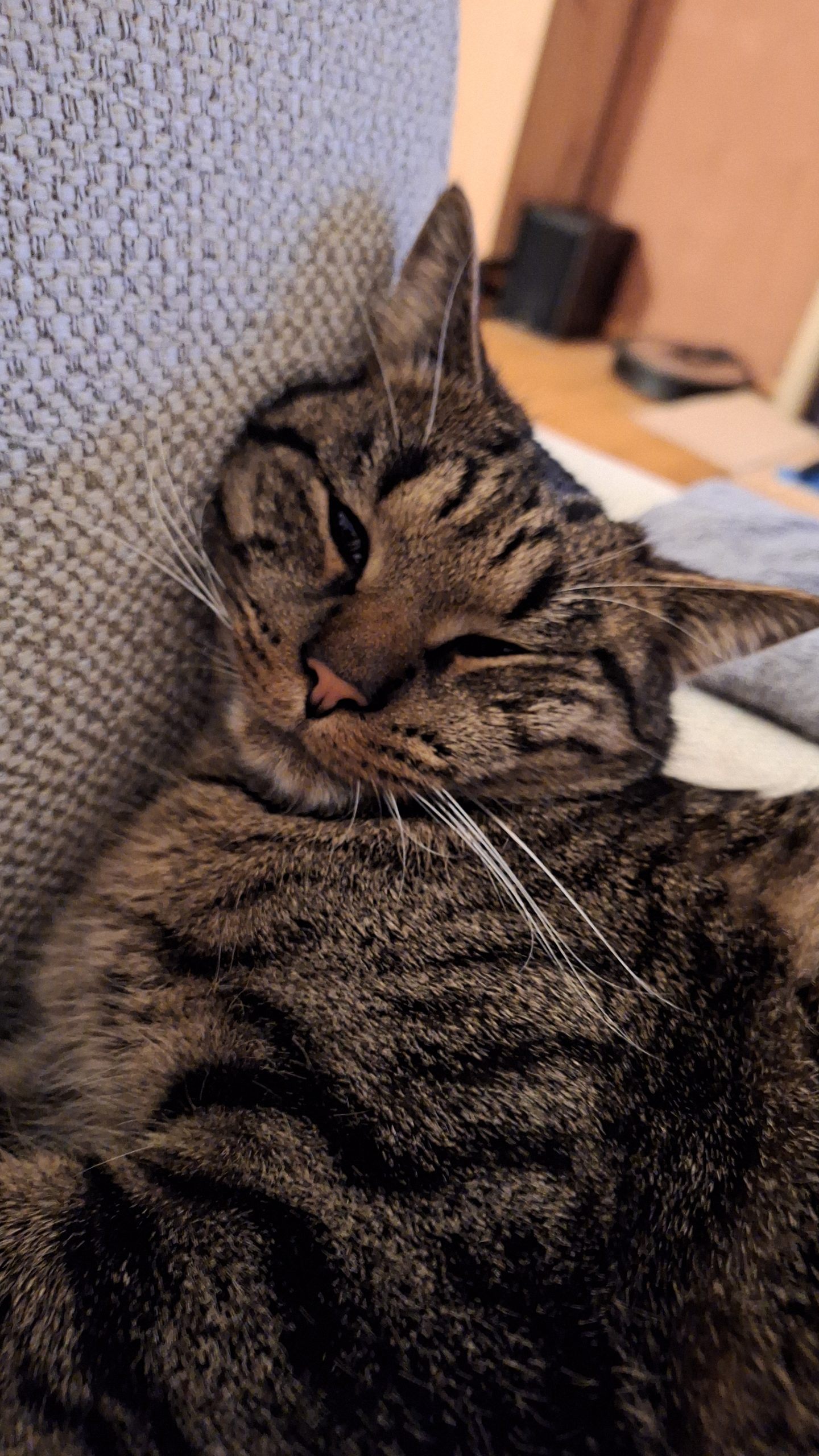 Elvis