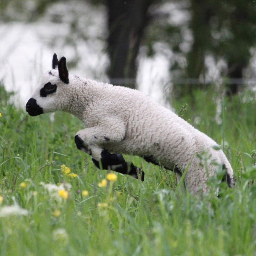 Lamm "Flocki" startete mit seinen Insel-Schaf-Kollegen in die Saison 2024.