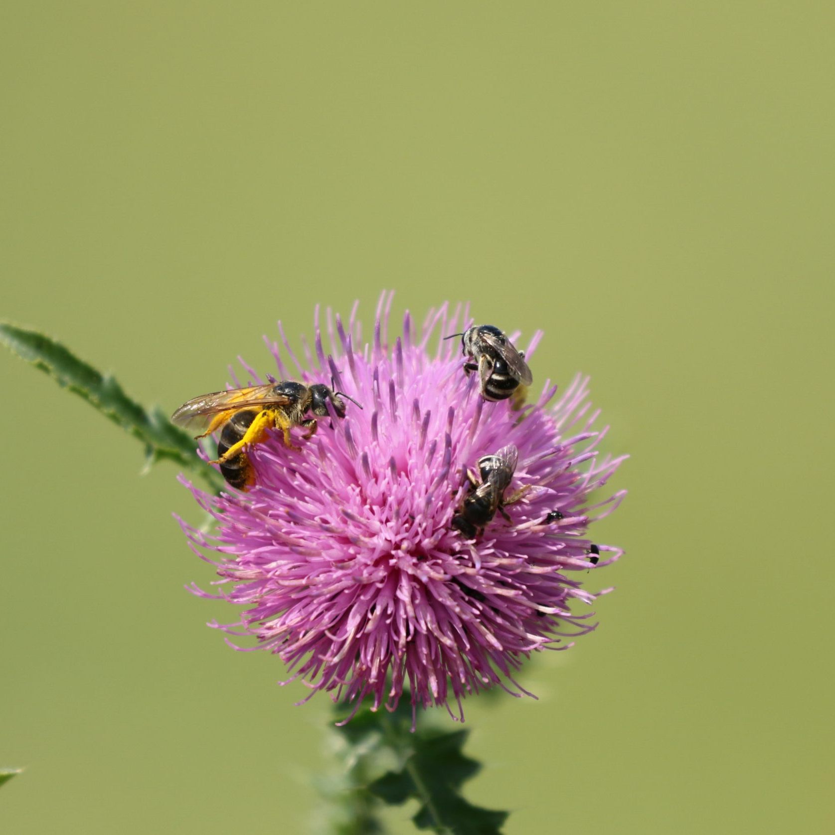 Wien ist die Wildbienenhauptstadt Österreichs.