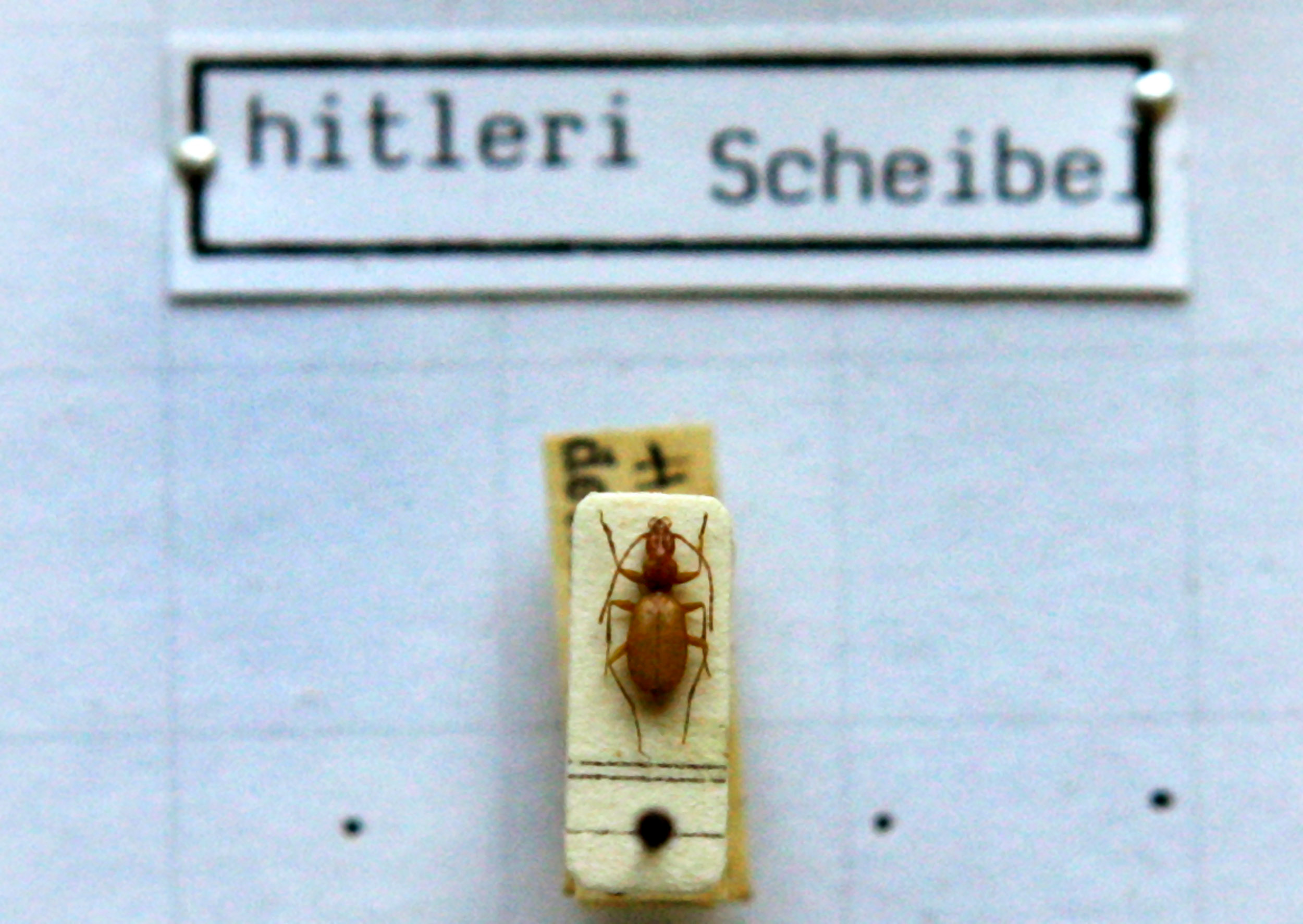 Das Foto zeigt einen Anophthalmus hitleri, einen «Hitler-Käfer»