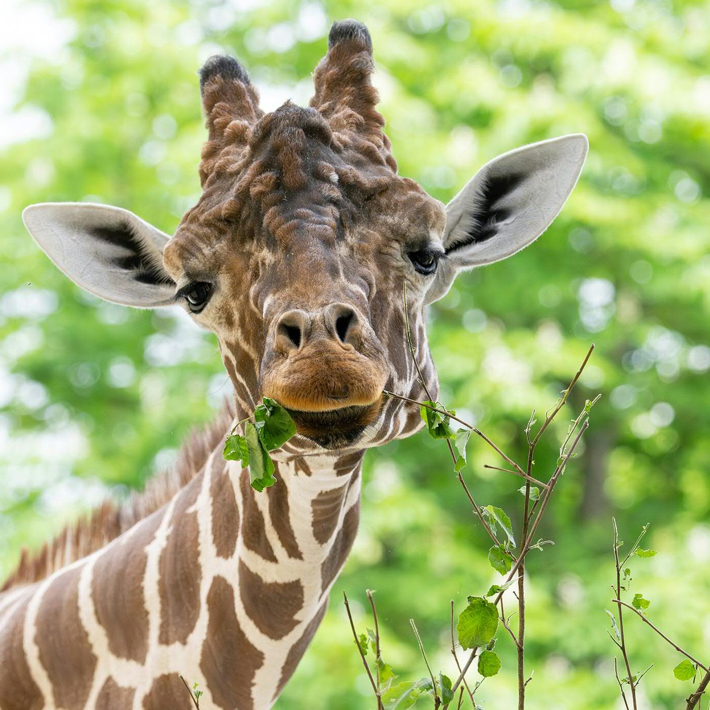 Für die Giraffen im Wiener Zoo Schönbrunn gibt es eine Speiseplan-Änderung im Frühling.