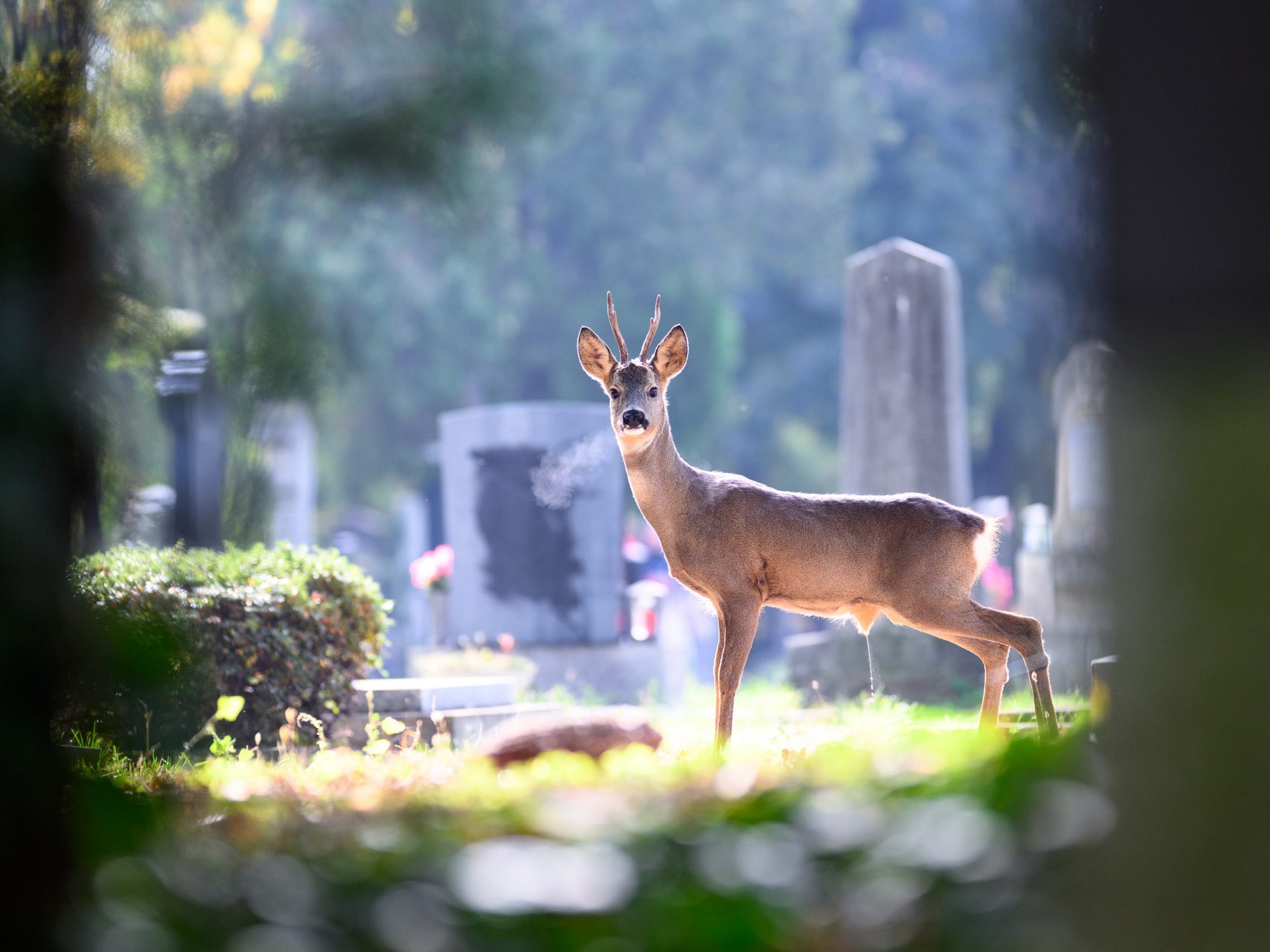 Der Wiener Zentralfriedhof feiert sein 150-jähriges Bestehen.