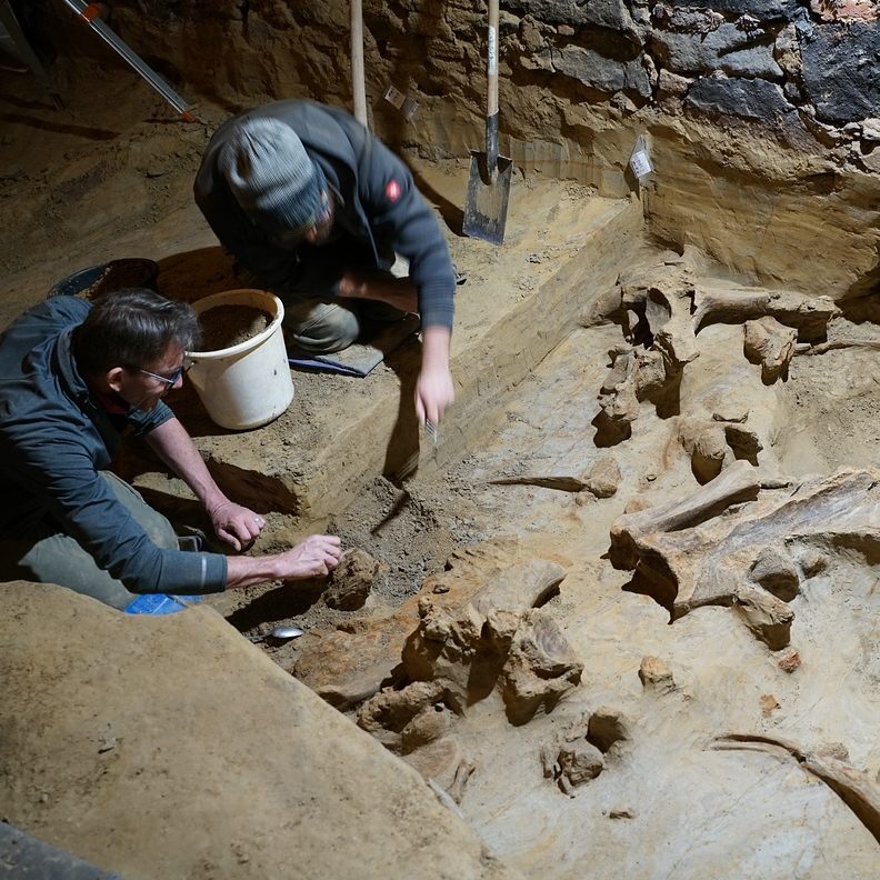 Mammuts im Weinkeller in NÖ ausgegraben