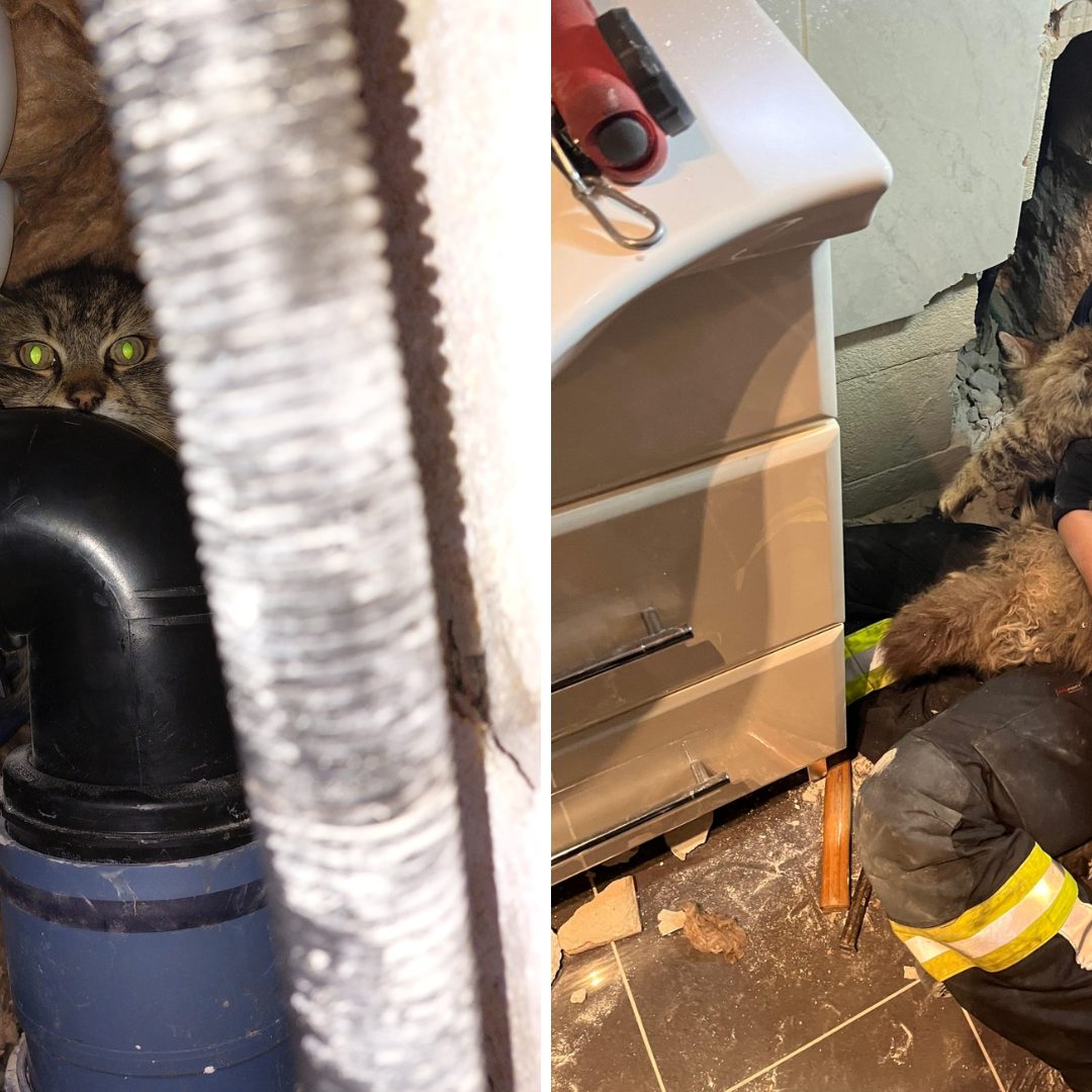 Glücklicherweise konnte der Kater von der Feuerwehr gerettet werden.