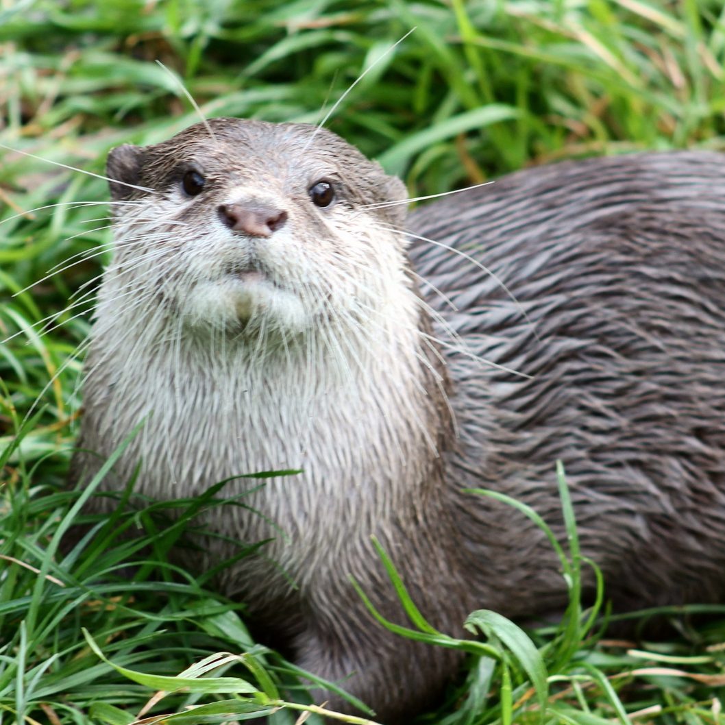 Der WWF fordert die Einhaltung europäischen Naturschutzrechts.