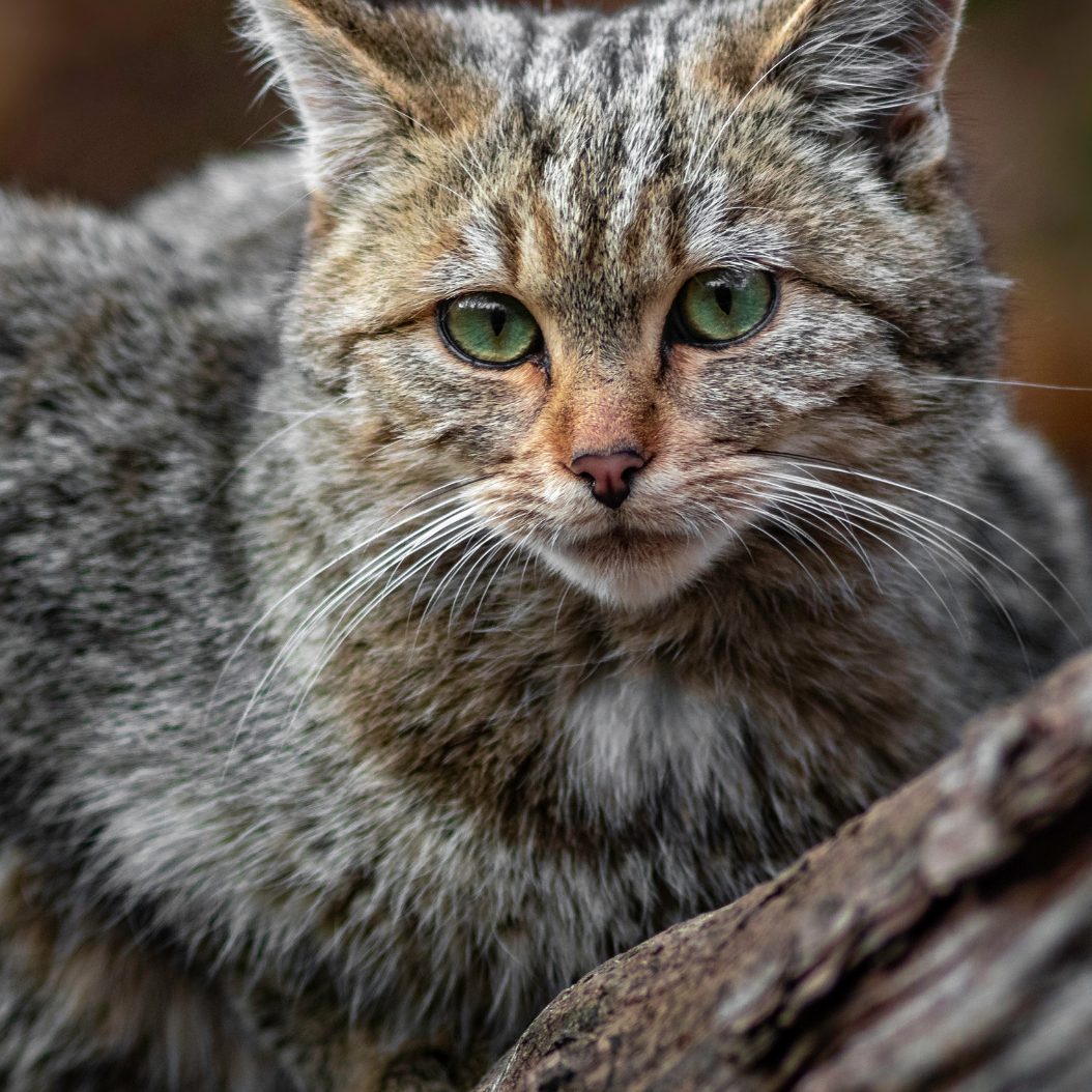 In Österreich werden immer mehr Wildkatzen gesichtet.