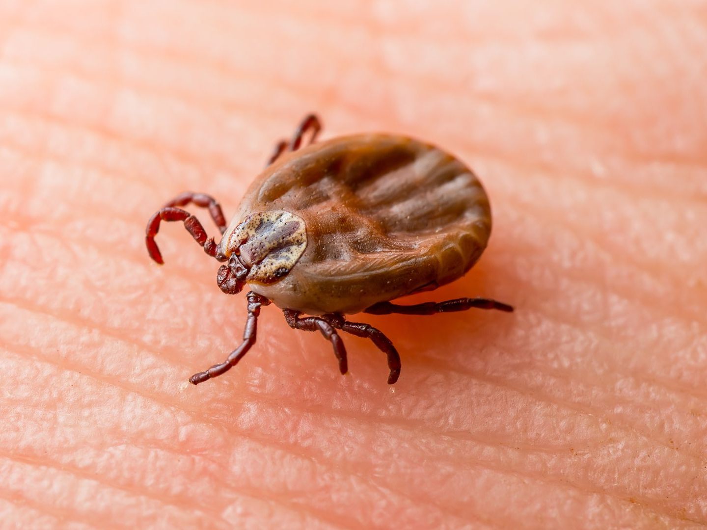 Diese Symptome weisen auf Borreliose oder FSME hin. Diese Symptome weisen auf Borreliose oder FSME hin.