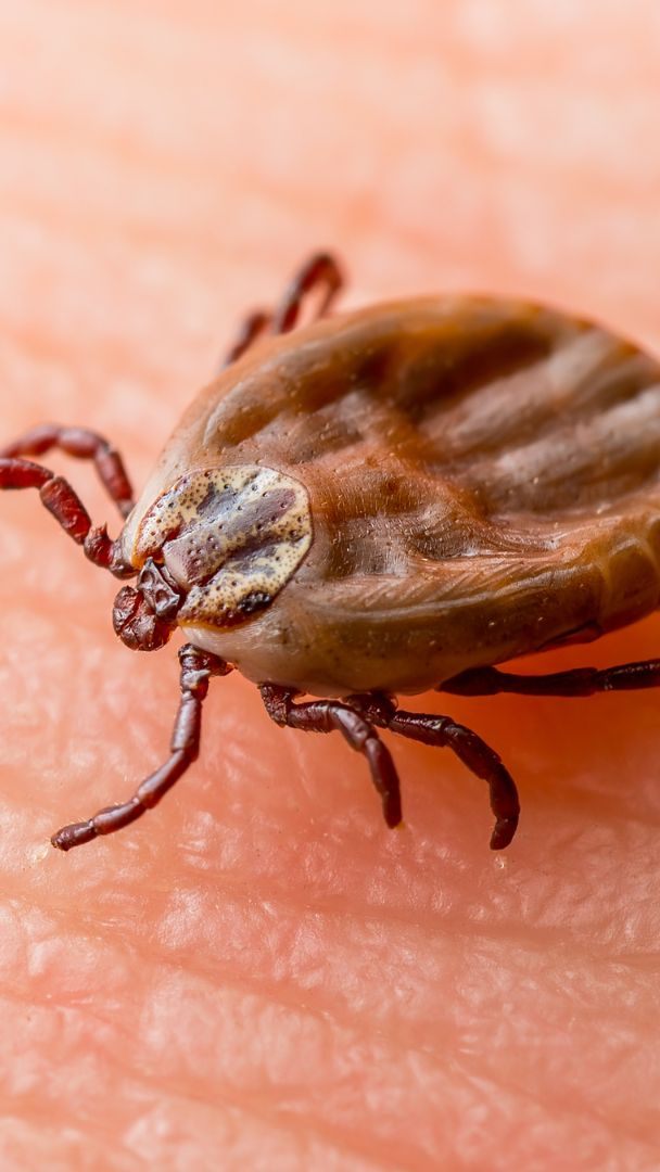 Diese Symptome weisen auf Borreliose oder FSME hin.