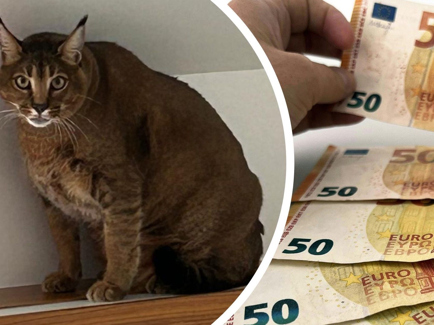 Der Festgenommene verteilte gefälschte 50-Euro-Scheine in Wien und hielt eine Wildkatze im Hotelzimme. Der Festgenommene verteilte gefälschte 50-Euro-Scheine in Wien und hielt eine Wildkatze im Hotelzimme.