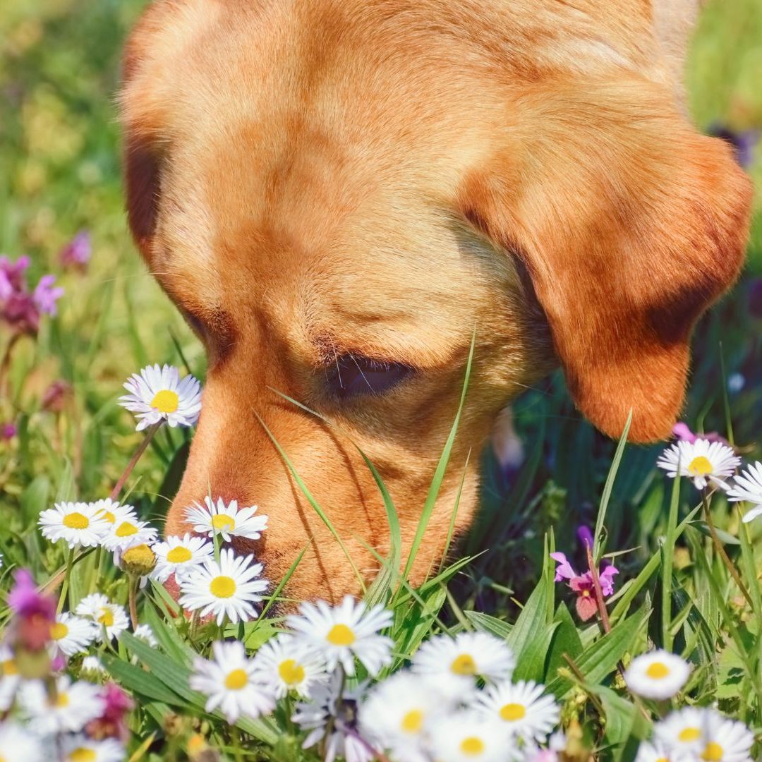 Hunde lernen giftiges Unkraut aufzuspüren.