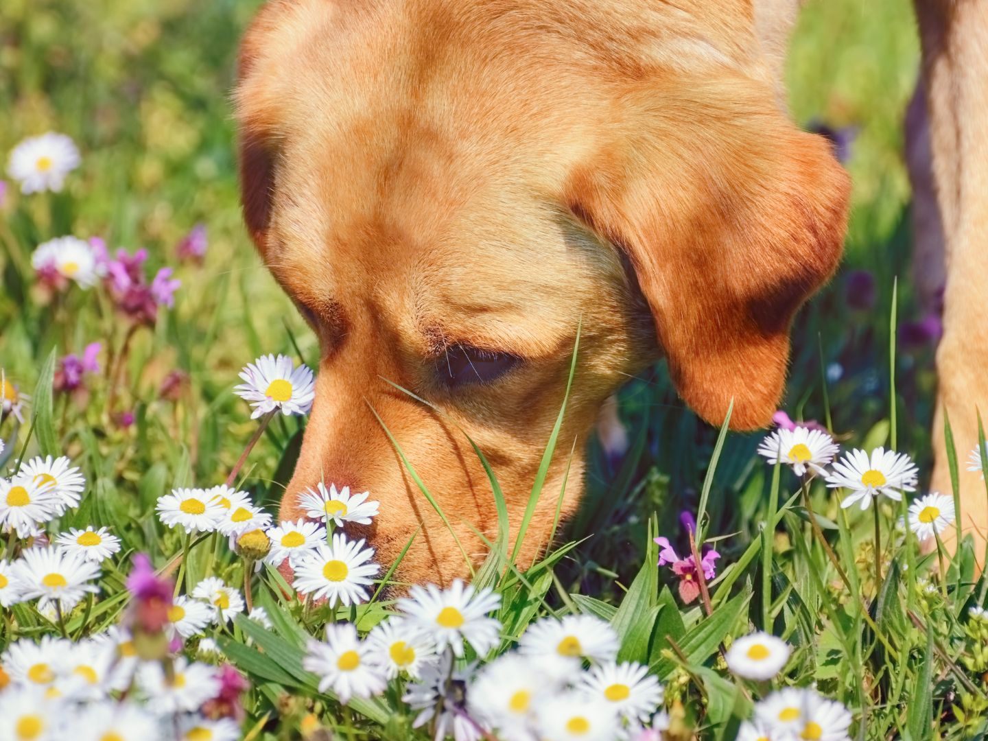 Hunde lernen giftiges Unkraut aufzuspüren. Hunde lernen giftiges Unkraut aufzuspüren.