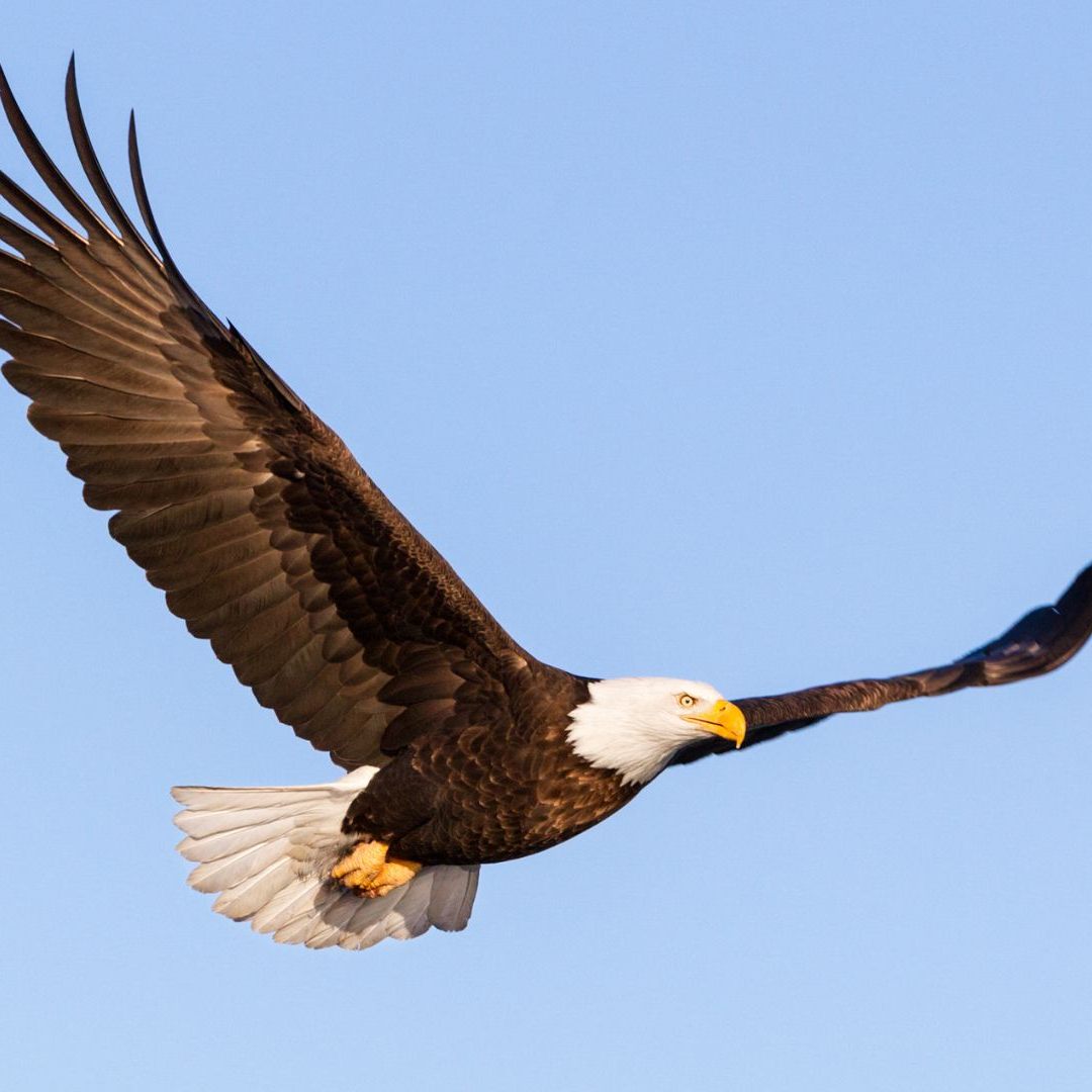 Die Seeadler in Österreich vermehren sich.