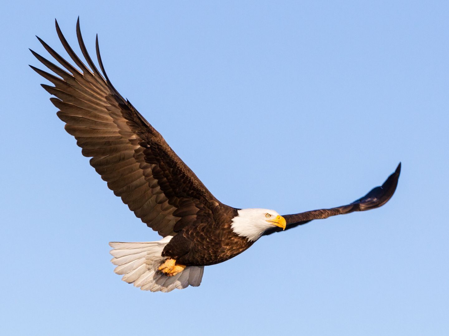 Die Seeadler in Österreich vermehren sich. Die Seeadler in Österreich vermehren sich.