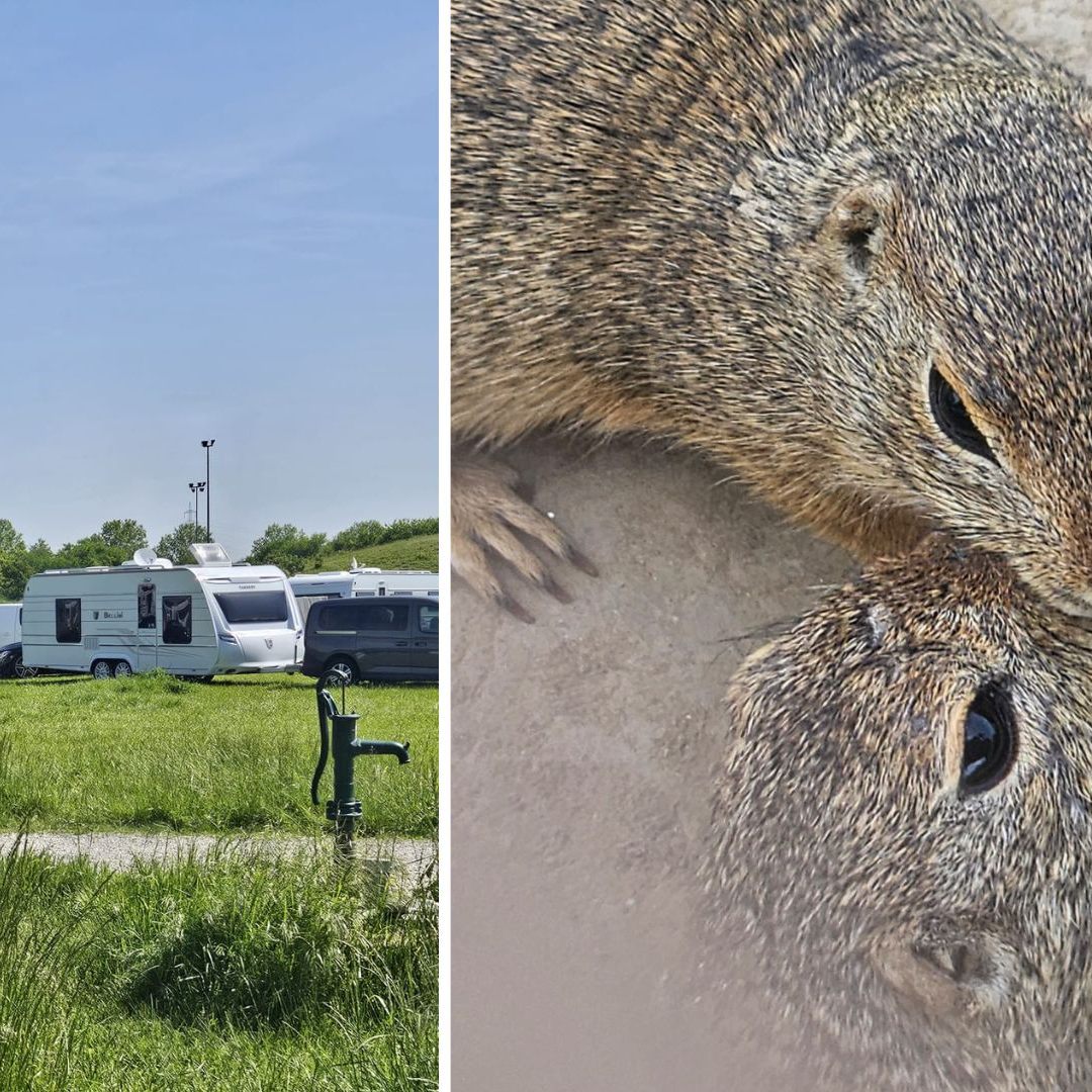 Rücksichtslose Camper stellten ihre 50 Wohnwägen auf ein bekanntes Ziesel-Schutzgebiet bei Wien.