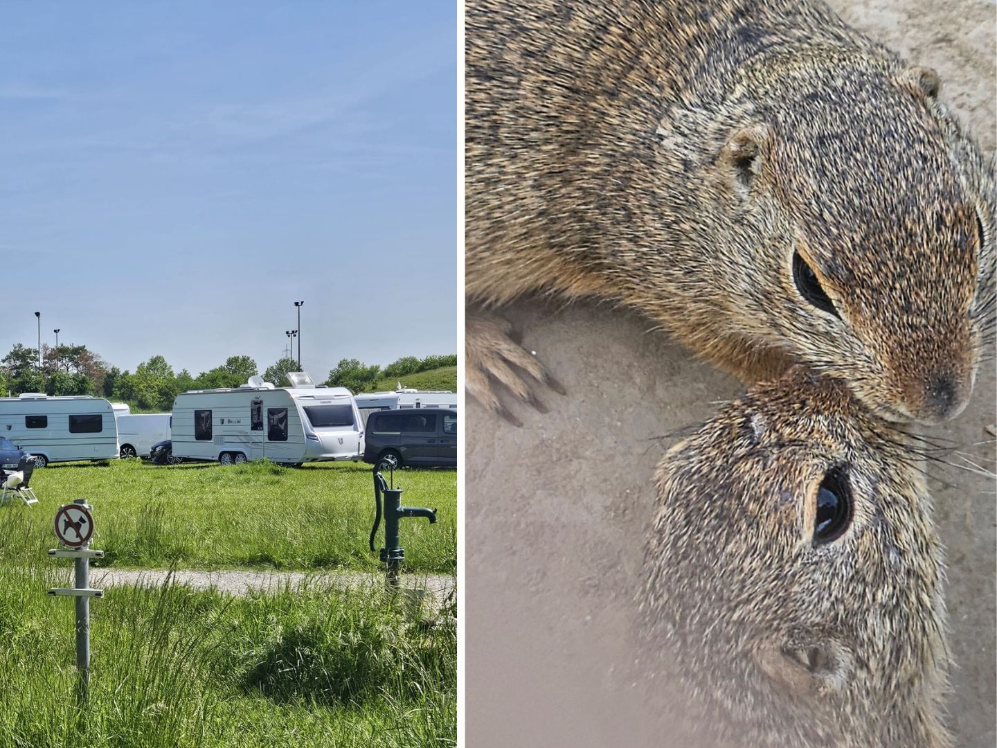 Rücksichtslose Camper stellten ihre 50 Wohnwägen auf ein bekanntes Ziesel-Schutzgebiet bei Wien. Rücksichtslose Camper stellten ihre 50 Wohnwägen auf ein bekanntes Ziesel-Schutzgebiet bei Wien.
