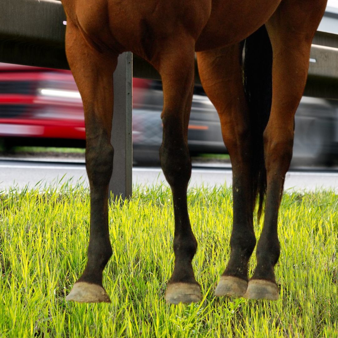 Ein Pferd graste direkt neben der Westautobahn in Niederösterreich.