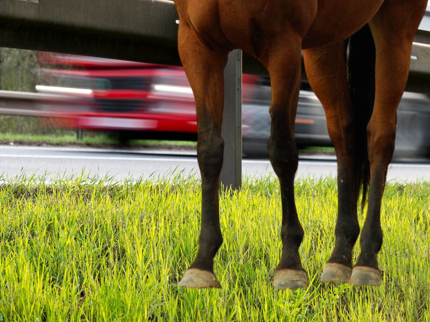 Ein Pferd graste direkt neben der Westautobahn in Niederösterreich. Ein Pferd graste direkt neben der Westautobahn in Niederösterreich.