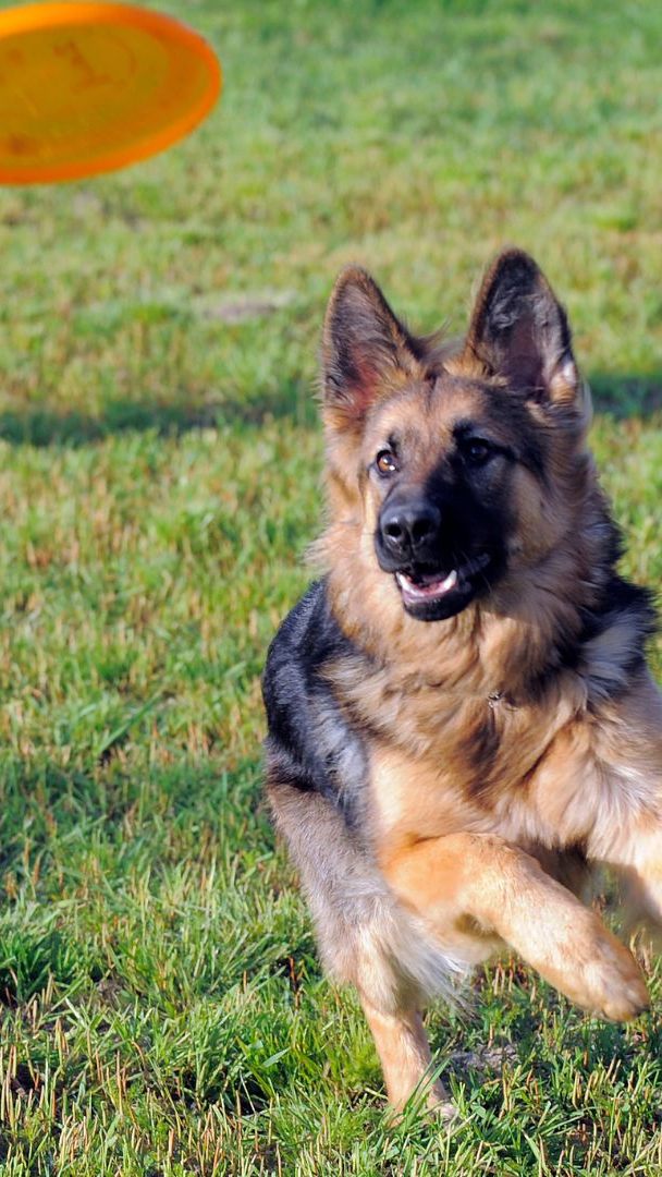Auch Hunde-Frisbee kann man beim 11. Hundetag in Baden ausprobieren.