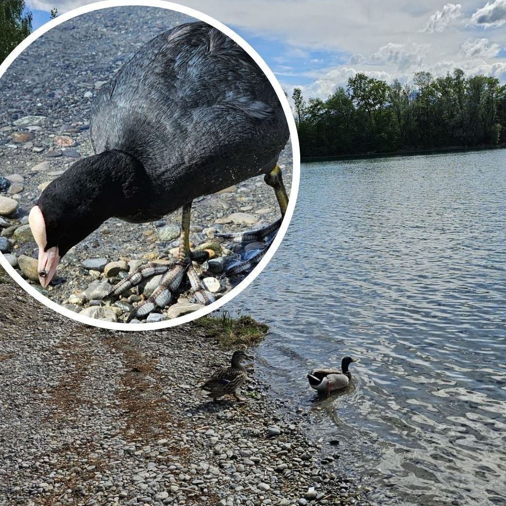 Fotos der Tierschützer zeigen das verletzte Tier.