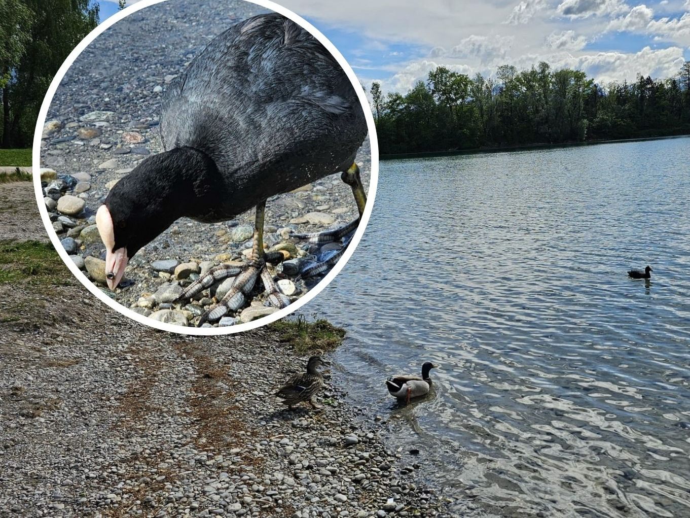 Fotos der Tierschützer zeigen das verletzte Tier.