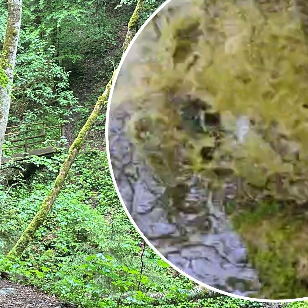 Ein Spaziergänger entdeckte die Gülle im Bach.