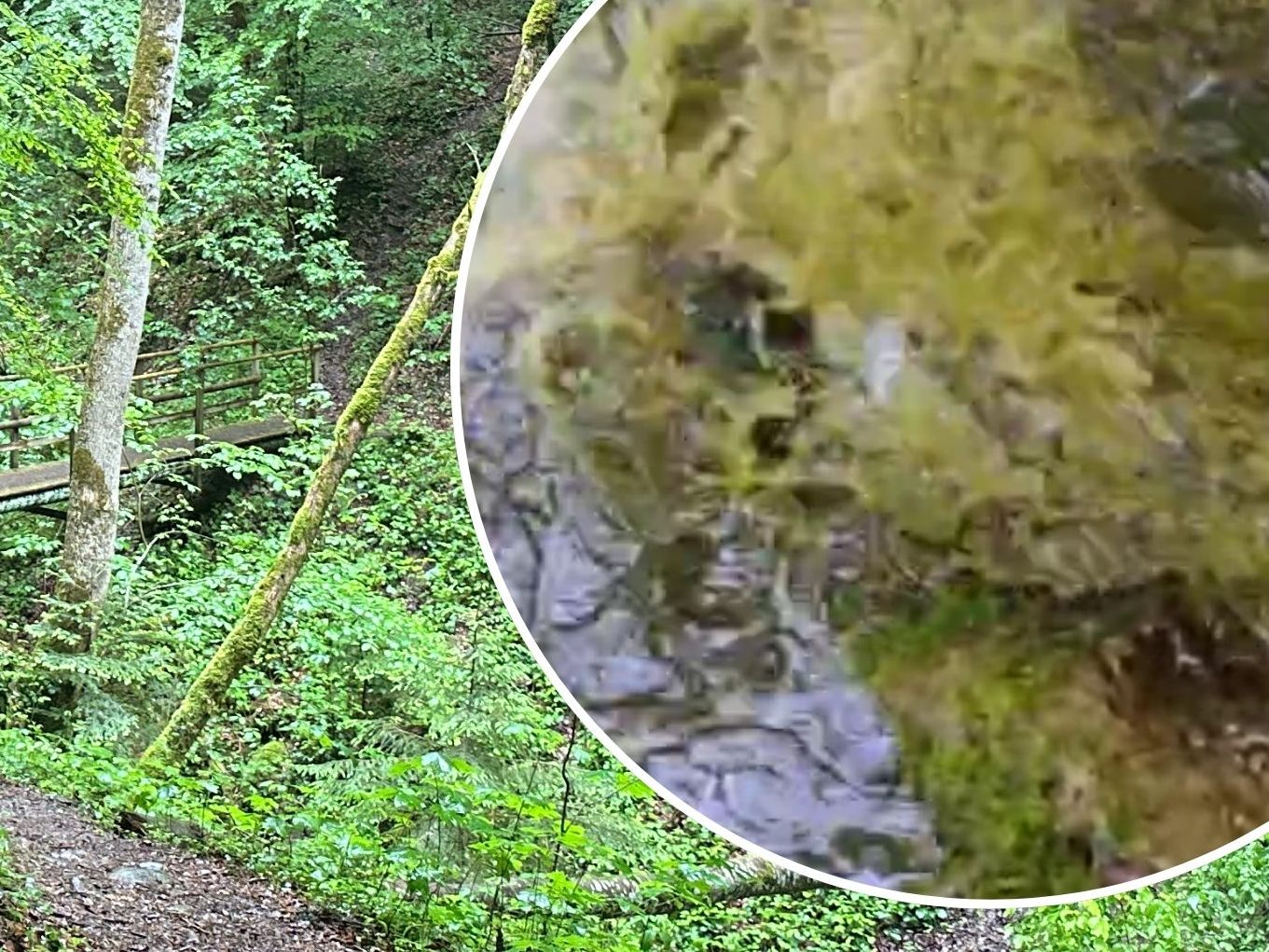 Ein Spaziergänger entdeckte die Gülle im Bach. Ein Spaziergänger entdeckte die Gülle im Bach.