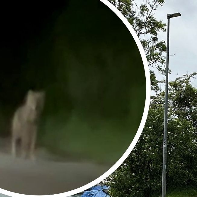 War ein Wolf am Harder Bodenseeufer unterwegs? Was der Wildbiologe dazu sagt.